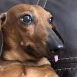 Profile Picture of Gunnar James Reeff (@gunnar_the_weiner_dog) on Instagram