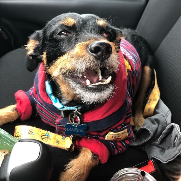 Profile Picture of Sarah Azzoto (@sarahazzoto) on Poshmark