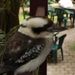 Profile Picture of Carl Ramm (@carloriccordo) on Pinterest
