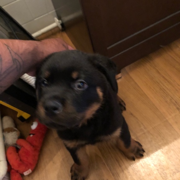 Profile Picture of Alejandro Canchola (@alejandrocancho) on Poshmark