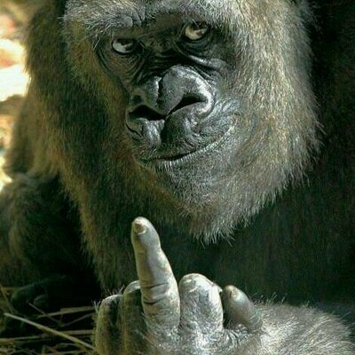 Profile Picture of Robin Jonkers (@robiejopje) on Twitter