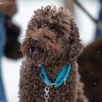 Profile Picture of _barney_the_cobberdog_ (@_barney_the_cobberdog_) on Instagram
