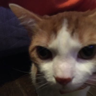 Profile Picture of Cody Hazel (@CodyHazel3) on Twitter