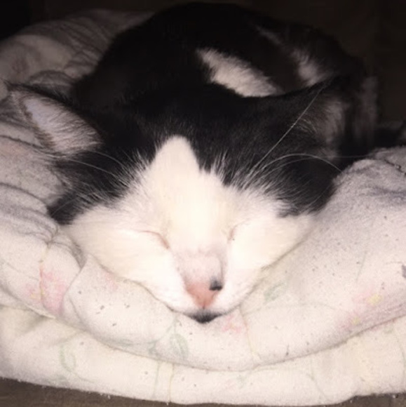 Profile Picture of Holly Whitebread (@jollyholly782) on Poshmark