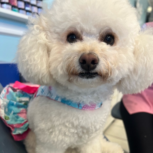 Profile Picture of Christina nguyen Nguyen (@cocoinstyle) on Poshmark