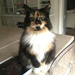 Profile Picture of Denise_van_Meowten (@denise_van_meowten) on Instagram