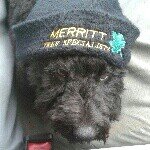 Profile Picture of Mark Merritt (@merritt_treespecialists) on Instagram