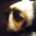 Profile Picture of Robert Wentworth (@robert_java_wentworth) on Instagram