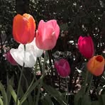 Profile Picture of Laura Gardener (@Laura-Gardener) on Facebook