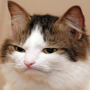 Profile Picture of Thomas Shin (@thomasshin4199) on Youtube