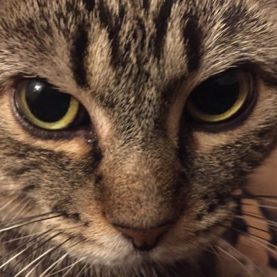 Profile Picture of EddieB (@Cali_EdBernard) on Twitter