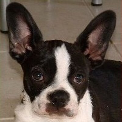 Profile Picture of Sean Vreeland (@seanmv) on Twitter