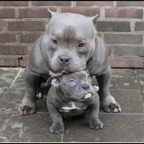 Profile Picture of Alberto Sanchez (@zyzz0826) on Poshmark