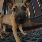 Profile Picture of Chad Takahashi (@takahasc) on Instagram