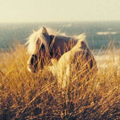 Profile Picture of Damsel (@DamselMovie) on Twitter