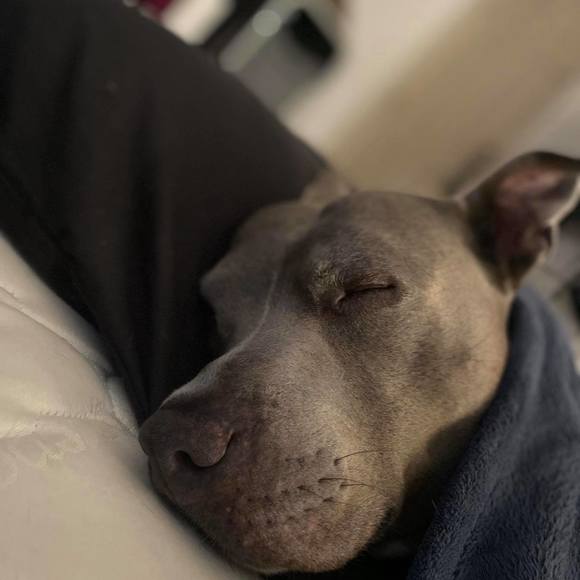 Profile Picture of Nicholas Marquez (@nicholasm2011) on Poshmark