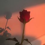 Profile Picture of Naya Rivera Dorsey (@naya._.rivera) on Instagram