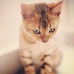 Profile Picture of Bernardo Alicea (@quaylesiro) on Instagram