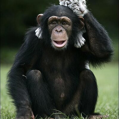 Profile Picture of Nick Silvestri (@hsvnic) on Twitter