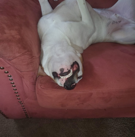 Profile Picture of Brandon Gibbons (@lilbg627) on Poshmark