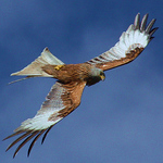 Profile Picture of Ian Carmichael (@chickenzown) on Flickr