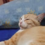 Profile Picture of Lisa Soleman (@Lisa-Soleman) on Facebook