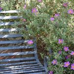 Lucy Roberts Garden Design - Instagram Profile Picture of Lucy Roberts Garden Design (@lucy.roberts.gardens) on Instagram