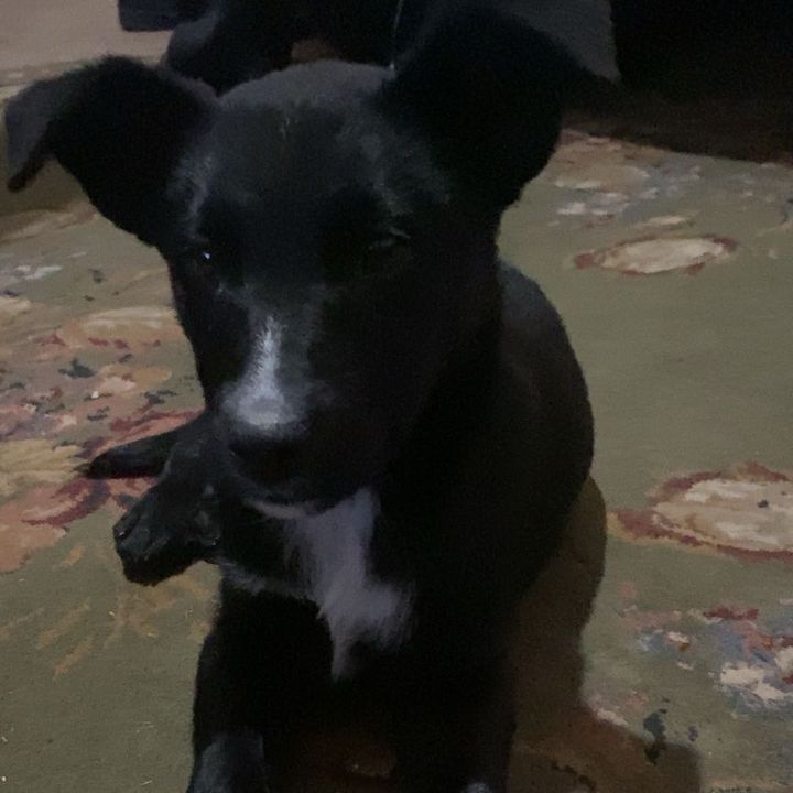 Profile Picture of Jerricko Newton (@jerrickonewton) on Tiktok