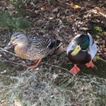 Profile Picture of David Shuman (@duckswithdavid) on Instagram