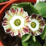 Profile Picture of Ade Williams (@auriculatheatresuk) on Instagram