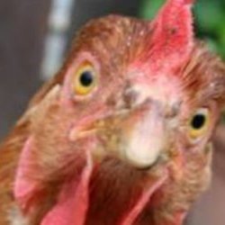 Profile Picture of Chicken43 (@jacobsnelling01) on Twitter