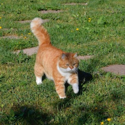 Profile Picture of Nelson.zhang (@nelson_chao_) on Twitter