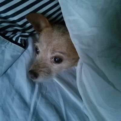 Profile Picture of Rusty Garrett (@RustyGarrett7) on Twitter