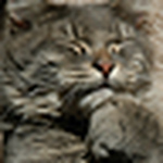 Profile Picture of Soamesy (@soamesy) on Flickr