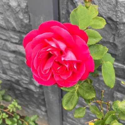 Profile Picture of Dakota Alex Arden (@ArdenDakota) on Twitter