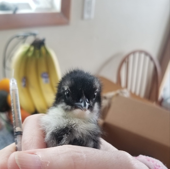 Profile Picture of Misty Peloso (@mistyvja) on Poshmark