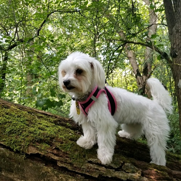 Profile Picture of Iris Quintero (@godessiris) on Poshmark