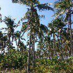 Profile Picture of Andrew Welsh (@sombrero.island.resort) on Instagram