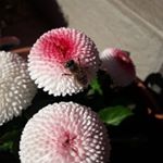 Kamilla Skerlec - Instagram Profile Picture of Kamilla Skerlec (@kamillaskerlec) on Instagram