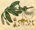 Profile Picture of Monodora myristicaon Wikipedia