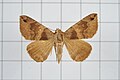 Profile Picture of Bastilla simillimaon Wikipedia