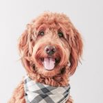 Profile Photo of 👋 I'm Charlie Higgins! (@charlie.higgins.doodle) on Instagram