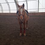 Profile Picture of 🐴Haley🐴 (@canter.trot) on Instagram