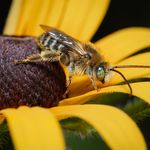 Matt Delligatti - Instagram Profile Picture of Matt Delligatti (@bees_in_vermont) on Instagram