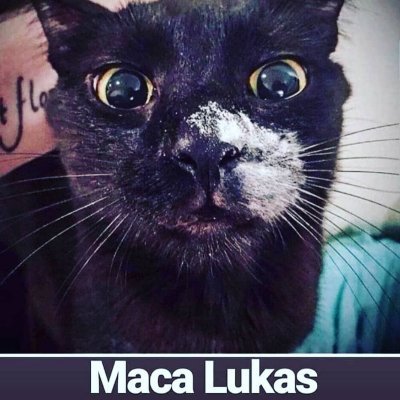 Profile Picture of Luka Ercegovac (@ErcegovacLuka) on Twitter