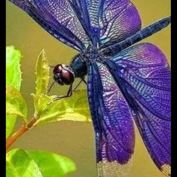 Profile Picture of Deborah Hochberg jones (@dhjones) on Poshmark