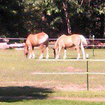 Profile Picture of I love horses bud and barney (@carter_david_currier_5) on Instagram