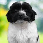 Profile Picture of Archie Andrew Frager (@archibaldfrager) on Instagram