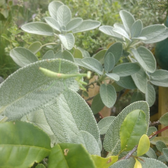 Profile Picture of William Wysock (@elvagabundo) on Poshmark