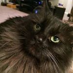 Profile Picture of Corey Stringer (@coreylynnstringer) on Instagram